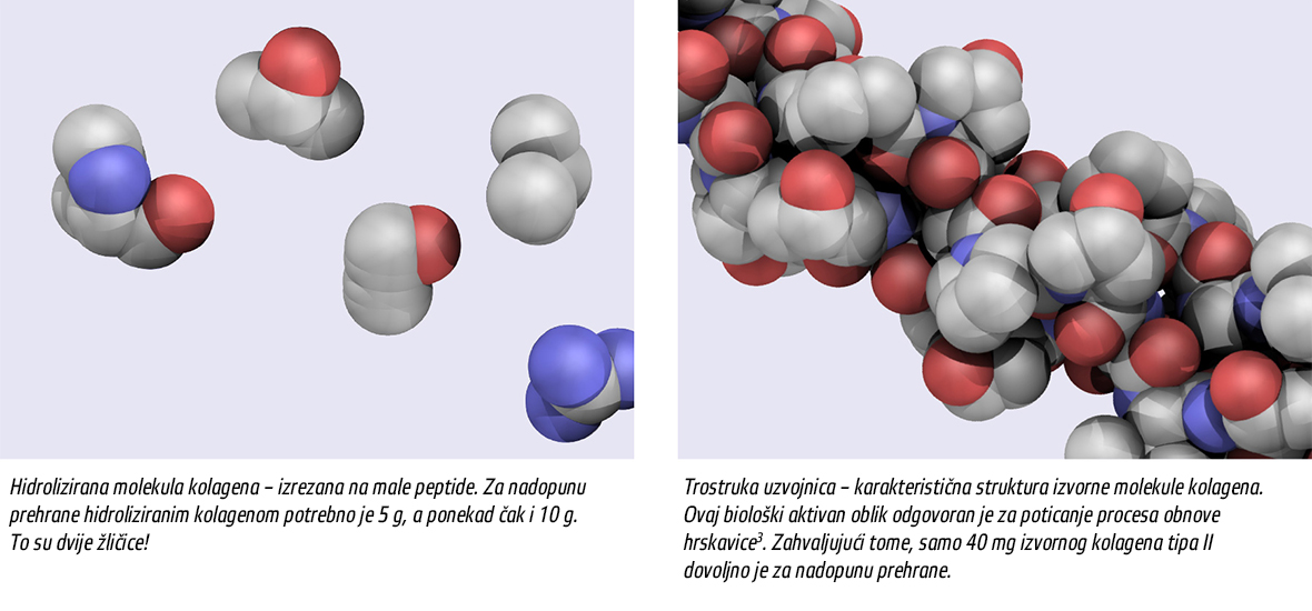 Movisan™ Collagen II - colagen
