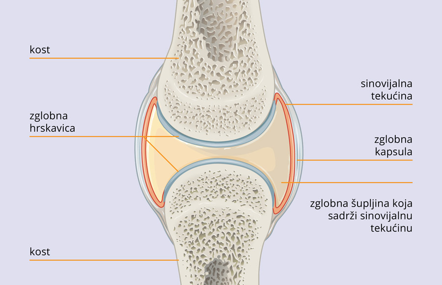Movisan™ Collagen II